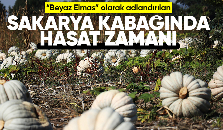 Bal kabağında hasat başladı