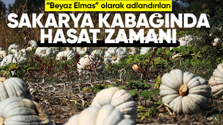 Bal kabağında hasat başladı