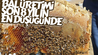 Bal üretimi son 8 yılın en düşüğünde