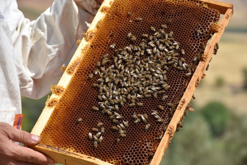 Balda talep yüzde 50 arttı