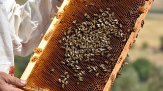 Balda talep yüzde 50 arttı