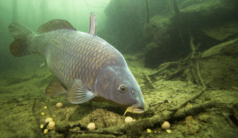 Balık avı yasağı başlıyor