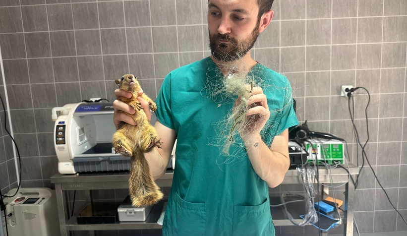 Balık filesine takılan sincap kurtarıldı