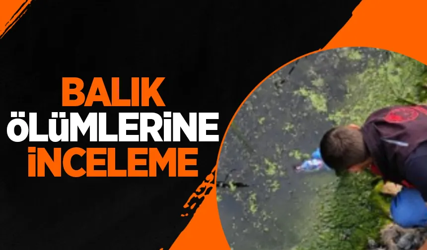 Balık ölümleri için inceleme başlatıldı