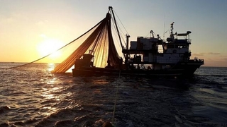 Balık sezonu 1 Eylül'de başlıyor