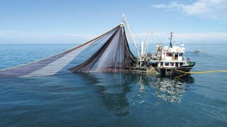 Balık sezonu bu gece açılıyor!