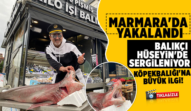 Balıkçı Hüseyin'de sergilenen köpek balığına ilgi