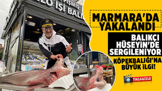 Balıkçı Hüseyin'de sergilenen köpek balığına ilgi