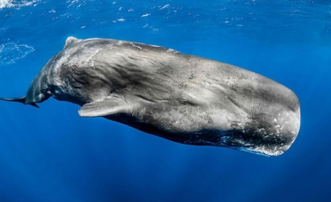 Balıkçı teknesi balina ile çarpıştı: 6 yaralı