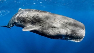 Balıkçı teknesi balina ile çarpıştı: 6 yaralı