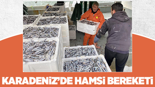 Balıkçılar tonlarca hamsiyle döndü