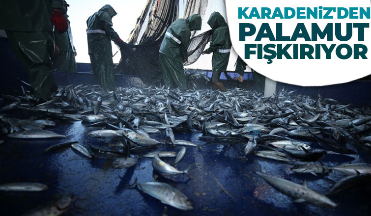 Balıkçıların palamut mesaisi sürüyor