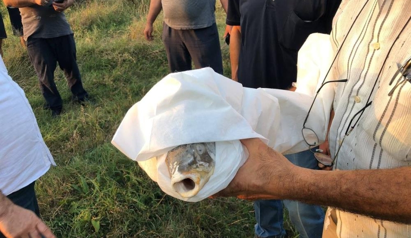 Balıklar öldü, vatandaş isyan etti