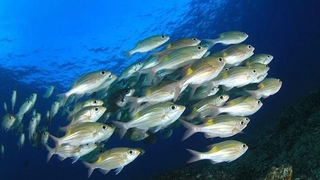 Balıkların yüzerken neden aşağı baktığı ortaya çıktı