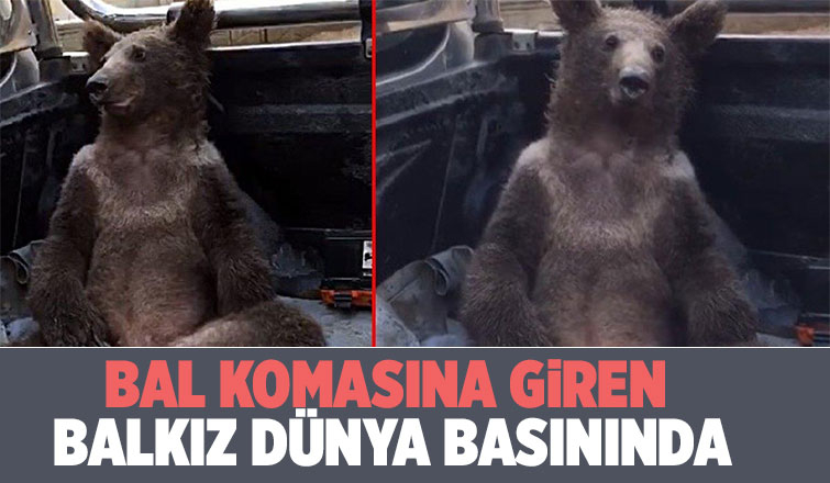 Balkız dünya basınında