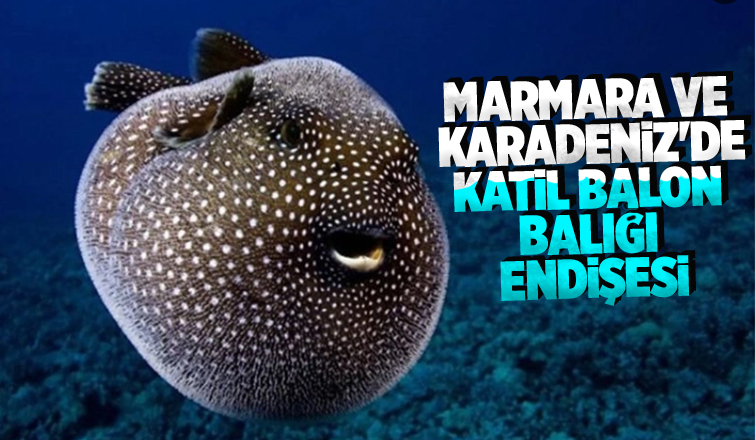Balon balığı balıkçıları endişelendirdi