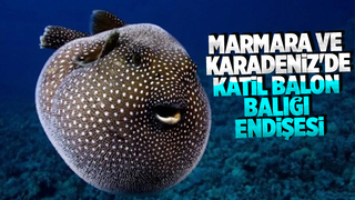 Balon balığı balıkçıları endişelendirdi