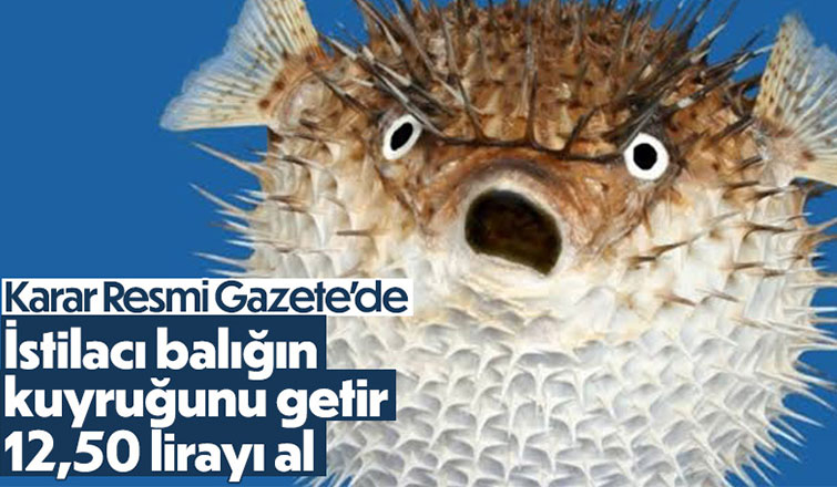 Balon balığı yakalayana adet başına 12,5 lira