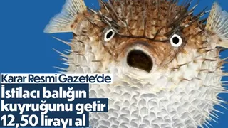 Balon balığı yakalayana adet başına 12,5 lira