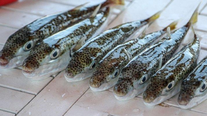 Balon balığından ağrı kesici: Morfinden 3 bin kat daha güçlü