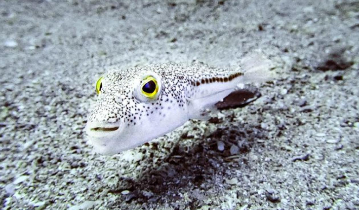 Balon balığını avlayanlara tane başı 25 TL ödenecek