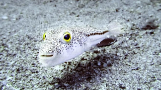 Balon balığını avlayanlara tane başı 25 TL ödenecek