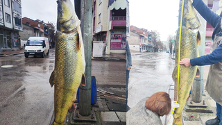 Barajda 2 metrelik dev turna yakalandı