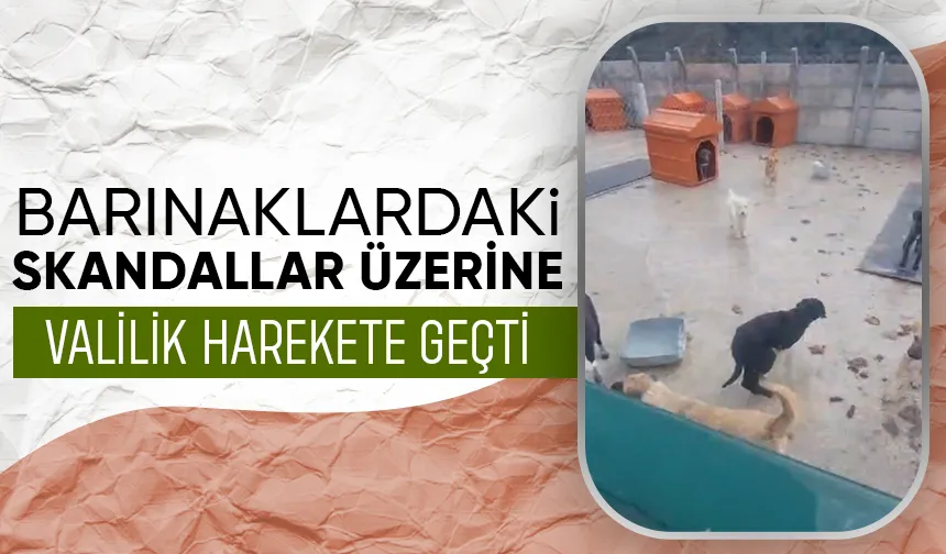 Barınaklardaki skandallara soruşturma