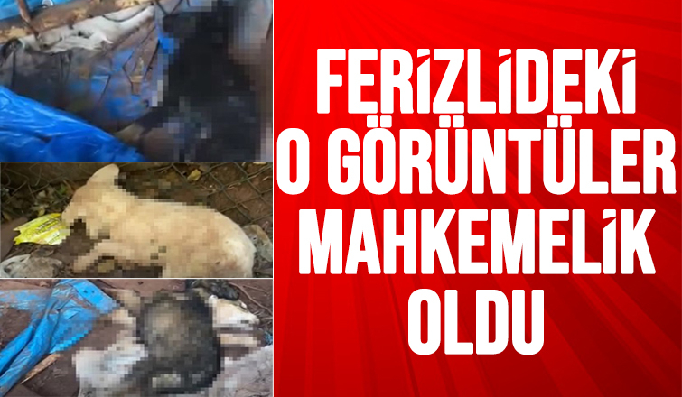 Barınaktaki köpek ölümleri mahkemelik oldu
