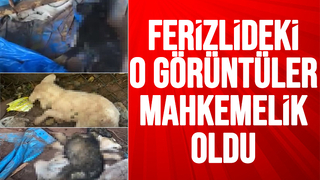 Barınaktaki köpek ölümleri mahkemelik oldu
