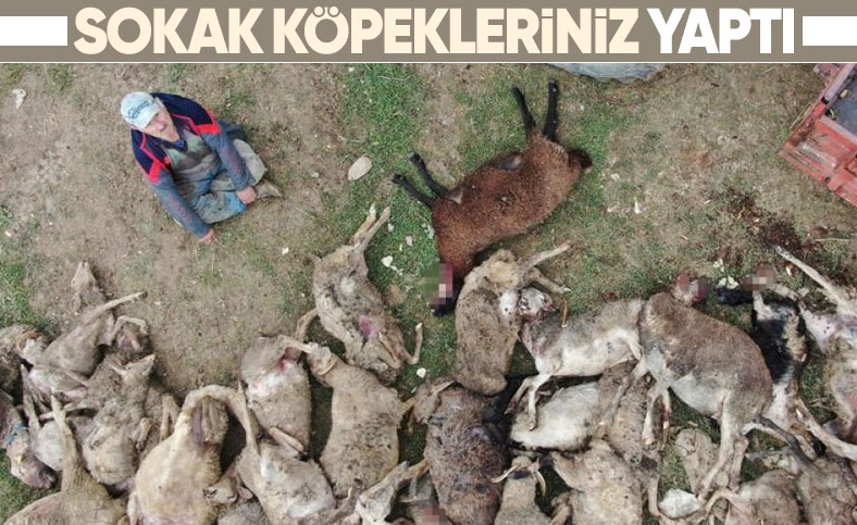 Başıboş köpekler çiftlik hayvanlarına saldırdı