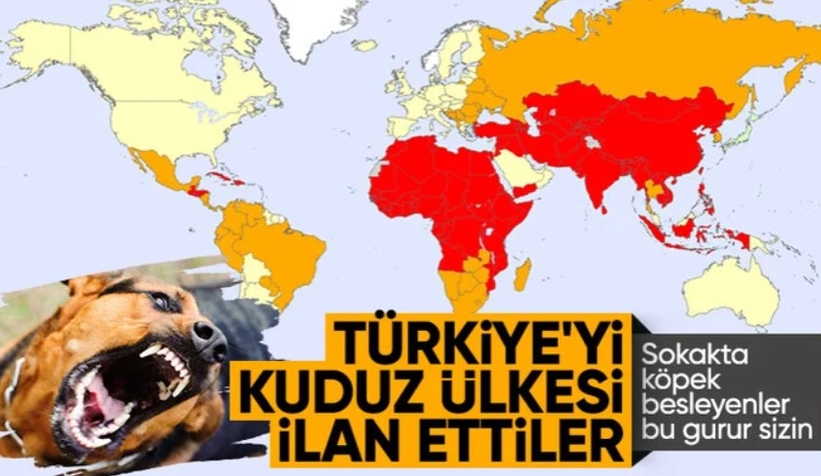 Başıboş sokak hayvanı sorunu: Türkiye yüksek riskli ülkeler arasında