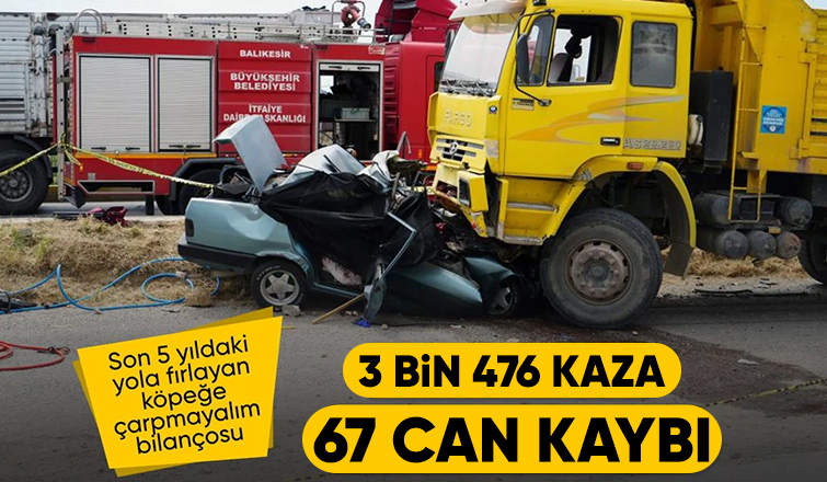 Başıboş sokak köpekleri 3 bin 476 trafik kazasına neden oldu