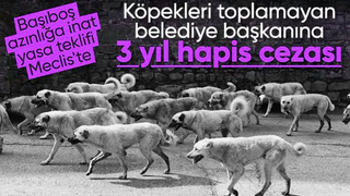 Başıboş sokak köpekleri düzenlemesi tamamlandı