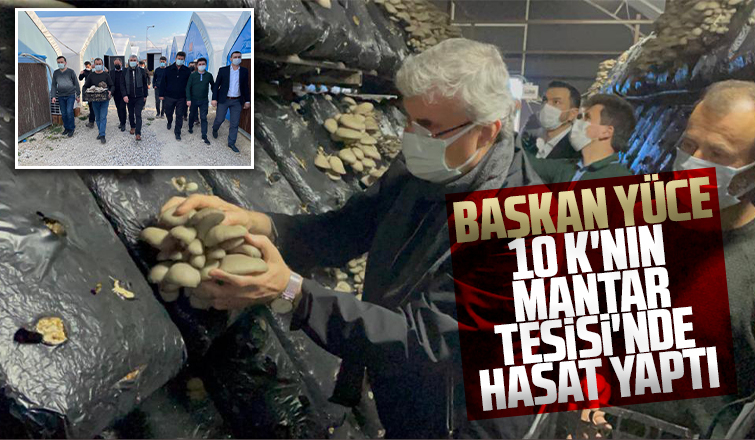 Başkan Yüce, 10 K'nın Mantar Tesisinde hasat yaptı