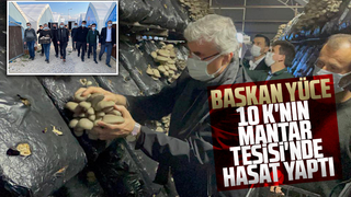 Başkan Yüce, 10 K'nın Mantar Tesisinde hasat yaptı