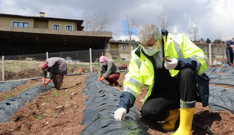 Başkan Yüce çilek fidelerini toprakla buluşturdu