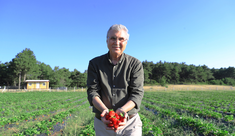 Başkan Yüce çilek üretimini inceledi