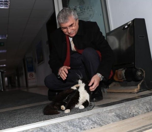 Başkan Yüce'den kediler için talimat