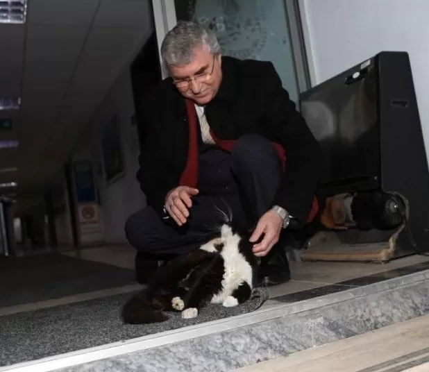 Başkan Yüce'den kediler için talimat