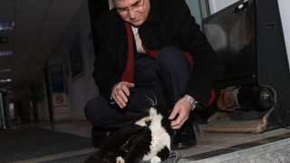 Başkan Yüce'den kediler için talimat