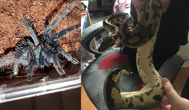 Baskında ele geçirildi; tarantula, piton