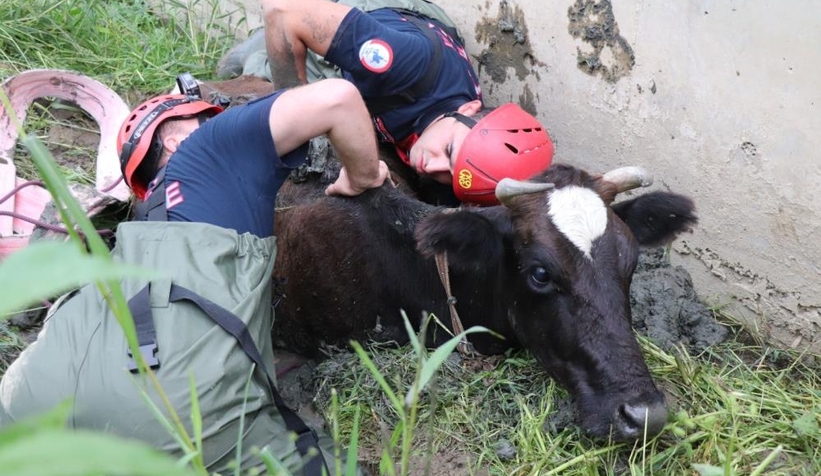 Bataklığa saplanan ineği itfaiye kurtardı