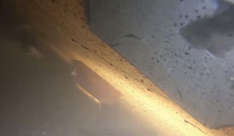 Batık geminin kamaraları dalgıçlar tarafından görüntülendi