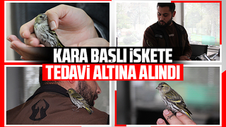 Baygın halde bulunan Kara başlı iskete tedavi altına alındı