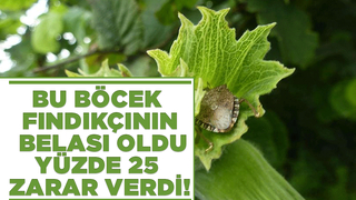 Bayraktar: Kahverengi kokarca fındıkta yüzde 25 zarar verdi