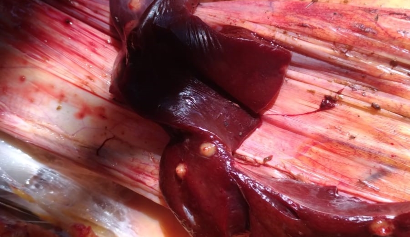 Bayramları zehir oldu!