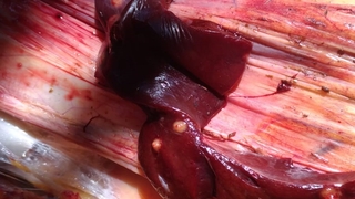 Bayramları zehir oldu!