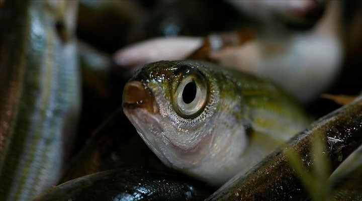 Bazı balık türleri tescil edildi