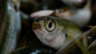 Bazı balık türleri tescil edildi